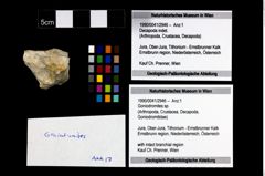 Foto (Objekt + Etikett) von Goniodromites sp.  (NHMW-GEO-1990-0041-2946)